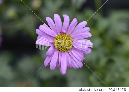 Swan River Daisy Fresco Candy 93818458