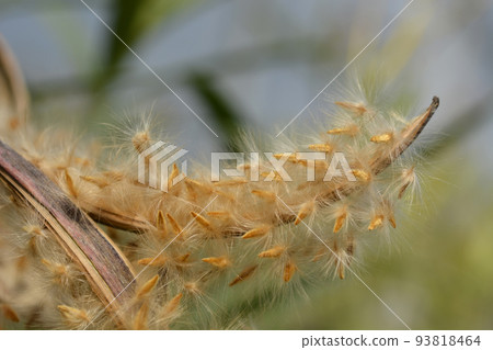 Common oleander 93818464