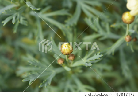 Yellow Marguerite daisy 93818475