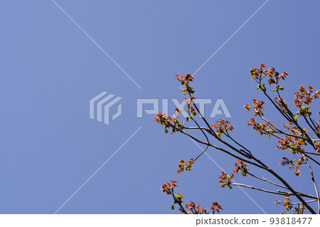 Tree of heaven 93818477