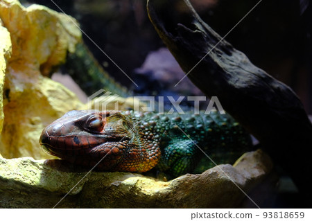 Exhibition of Caiman Lizard (Kobe Port Museum, átoa) Exhibition of Caiman Lizard (Kobe Port Museum, átoa) 93818659