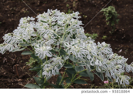 Hatsuyukisou flowers with white small flowers and white fringed leaves blooming in a Japanese summer garden Hatsuyukisou flowers with white small flowers and white fringed leaves blooming in a Japanese summer garden 93818864