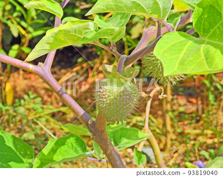 Solanaceous plant Datura (Korean morning glory) spiny fruit 93819040