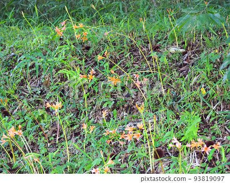 Clusters of orange flower fox razors 93819097