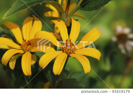 日本夏日花園中盛開的橙色 heliopsis 花 日本夏日花園中盛開的橙色 heliopsis 花 93819179