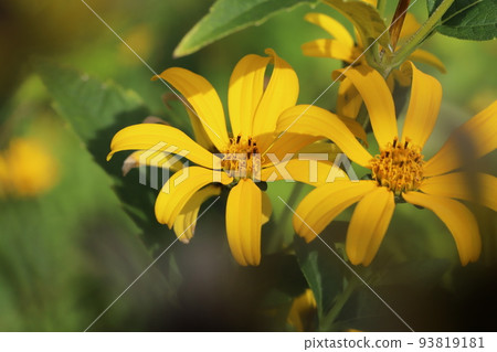 日本夏日花園中盛開的橙色 heliopsis 花 日本夏日花園中盛開的橙色 heliopsis 花 93819181