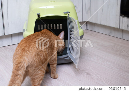 Red cat inspects the plastic carrier closeup Red cat inspects the plastic carrier closeup 93819543