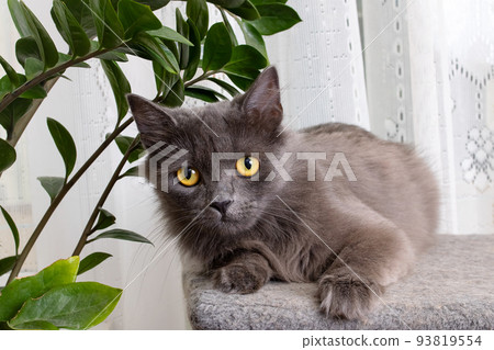Gray cat with yellow eyes closeup portrait 93819554