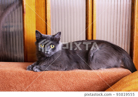 A gray cat lies on the couch and watches A gray cat lies on the couch and watches 93819555