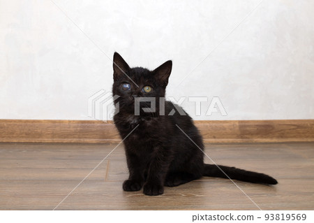Little black kitten sitting on the floor Little black kitten sitting on the floor 93819569