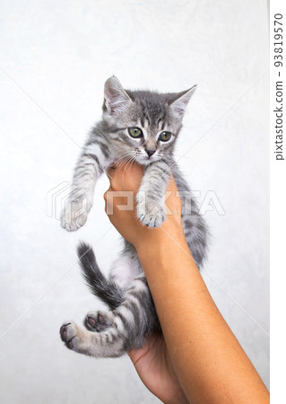 Small gray kitten in his hands on a gray background Small gray kitten in his hands on a gray background 93819570