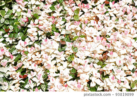 Hatsuyukikazura（初雪葛） 93819899