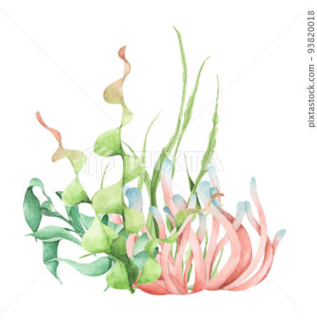 Seaweeds. Underwater ocean plants, sea coral elements. Watercolor illustration. 93820018