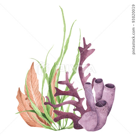 Seaweeds. Underwater ocean plants, sea coral elements. Watercolor illustration. Seaweeds. Underwater ocean plants, sea coral elements. Watercolor illustration. 93820019
