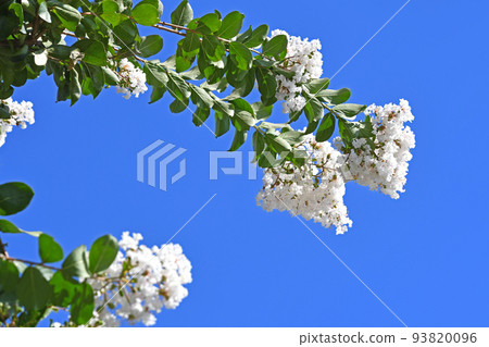紫薇（白花紫薇） 93820096