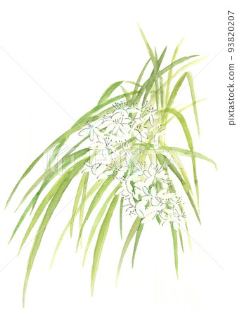 水彩白背畫的野生 Nosiran 插圖 水彩白背畫的野生 Nosiran 插圖 93820207