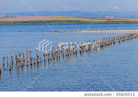 Flock of common terns (Sterna hirundo) perched on a wooden poles at Pomorie salt lake in Bulgaria 93820513