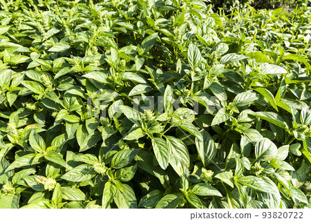 Close-up of Green Basil leaves (Ocimum basilicum) in the farmland of Changhua, Taiwan. The Basil crops are planted on the farmland Close-up of Green Basil leaves (Ocimum basilicum) in the farmland of Changhua, Taiwan. The Basil crops are planted on the farmland 93820722