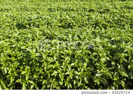 View of the Basil crops Ocimum basilicum are Stock Photo