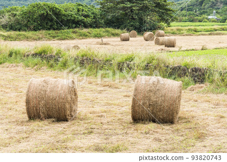 The landscape of hay rolls in the fields of Manzhou, Pingtung, Taiwan The landscape of hay rolls in the fields of Manzhou, Pingtung, Taiwan 93820743