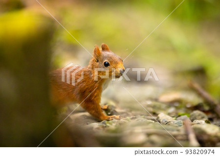 Curious red squirrel standing at the forest floor 93820974