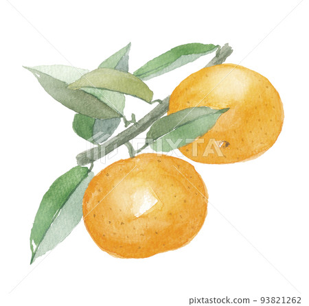 溫州橘子帶枝 溫州橘子帶枝 93821262