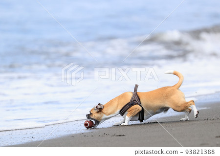 A dog playing in the sea or afraid of water 93821388