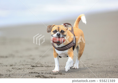 Dog playing in the sea Dog playing in the sea 93821389