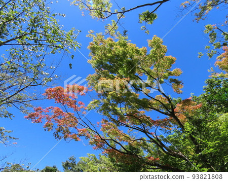 Autumn leaves starting to color against the clear blue sky 93821808