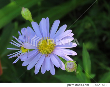 A small ant on the Asteraceae family A small ant on the Asteraceae family 93821812