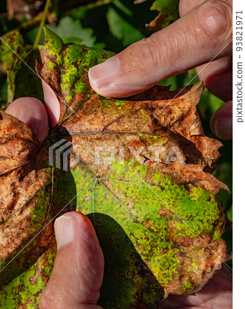 Vine grape leaf with chlorosis. Diseases of grapes. Chlorosis of leaves. 93821971