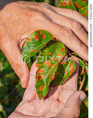 Pear leaf infected with gymnosporangium sabinae rust Pear leaf infected with gymnosporangium sabinae rust 93821980