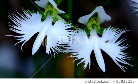 Neat and beautiful hawthorn 93822283