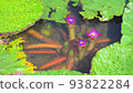 Mysterious unibus flowers blooming in the water Mysterious unibus flowers blooming in the water 93822284