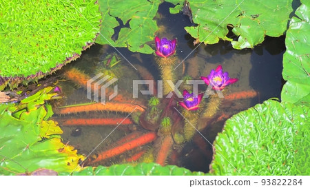 Mysterious unibus flowers blooming in the water Mysterious unibus flowers blooming in the water 93822284