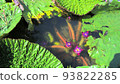 Mysterious unibus flowers blooming in the water Mysterious unibus flowers blooming in the water 93822285