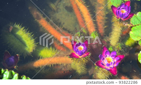 Mysterious unibus flower that blooms in the water Dengoro 93822286