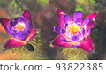 Mysterious unibus flower that blooms in the water Dengoro Mysterious unibus flower that blooms in the water Dengoro 93822385
