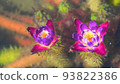 Mysterious unibus flowers blooming in the water Mysterious unibus flowers blooming in the water 93822386