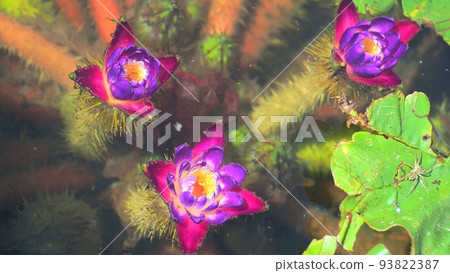 Mysterious unibus flowers blooming in the water Mysterious unibus flowers blooming in the water 93822387