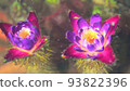 Mysterious unibus flowers blooming in the water Mysterious unibus flowers blooming in the water 93822396