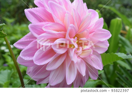 季節性的花朵 季節性的花朵 93822397