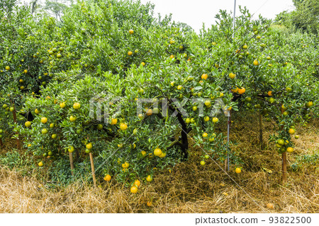 Many orange trees in an orchard in Taichung, Taiwan. Many orange trees in an orchard in Taichung, Taiwan. 93822500