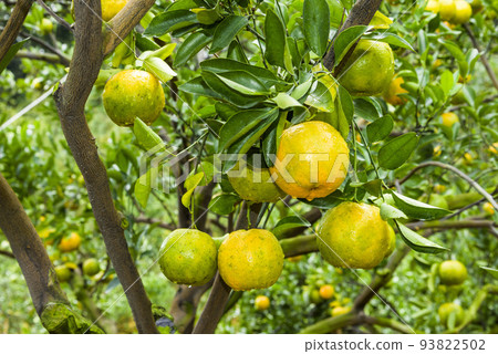 close-up of orange fruits in the orchard of Taichung, Taiwan 93822502