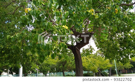 通往Kemigawa海灘的長廊上的南京霧霾未成熟果實 93822702