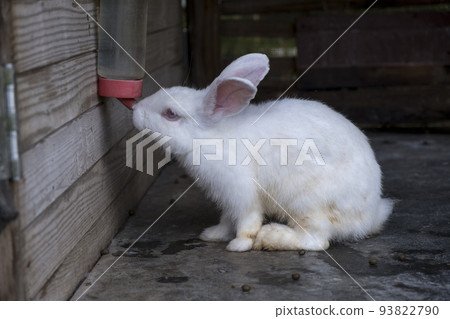 Cute a little rabbit stand alone in farm and drinking water in bottle water. 93822790