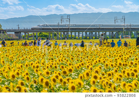 Ogaki sunflower field, sunflowers in full bloom, bullet trains and many photographers <Ogaki City, Gifu Prefecture> Ogaki sunflower field, sunflowers in full bloom, bullet trains and many photographers <Ogaki City, Gifu Prefecture> 93822808