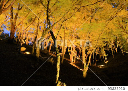Illumination of Korankei autumn leaves 93822910