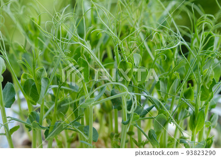 sprouts of peas sprouts of peas 93823290