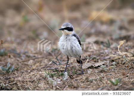 Northern wheatear male (Oenanthe oenanthe) 93823607